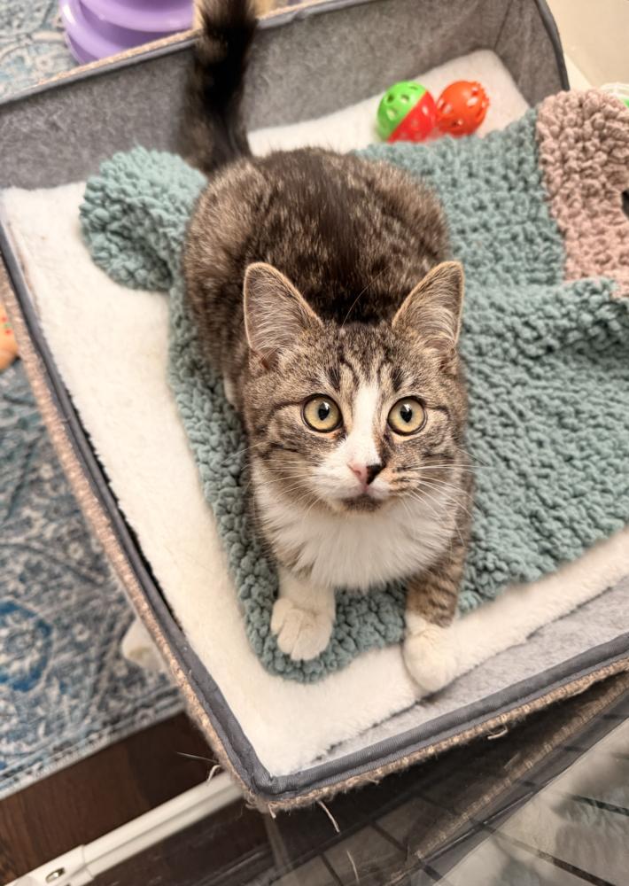 Wobble, Adoptable, Kitten Male Domestic Short Hair.