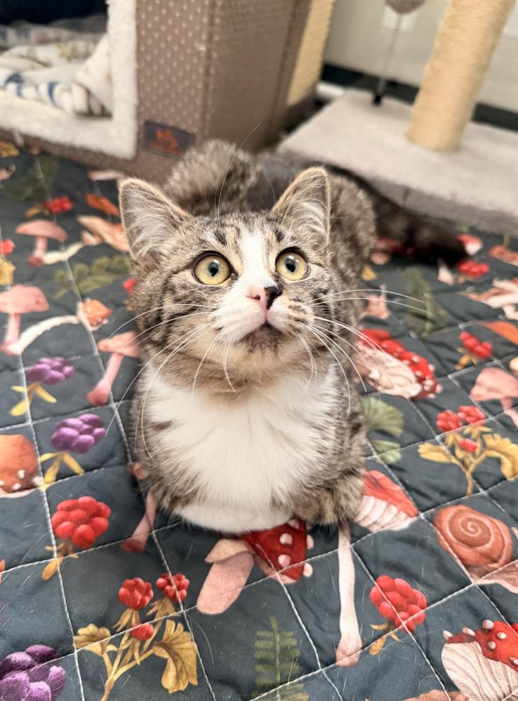 Enlarge Wobble, a Adoptable mixed breed in New York, NY image 2/6