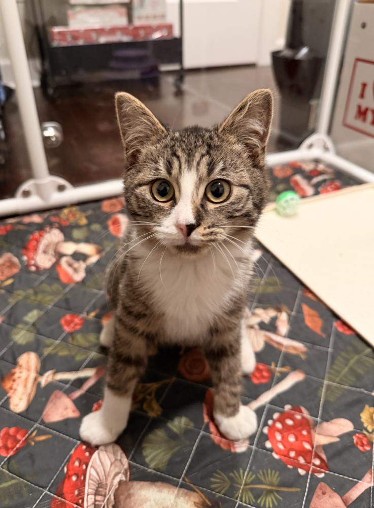 Enlarge Wobble, a Adoptable mixed breed in New York, NY image 3/6