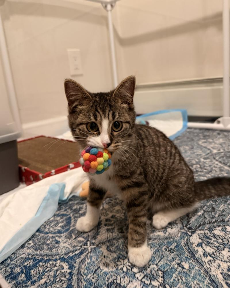 Enlarge Wobble, a Adoptable mixed breed in New York, NY image 5/6