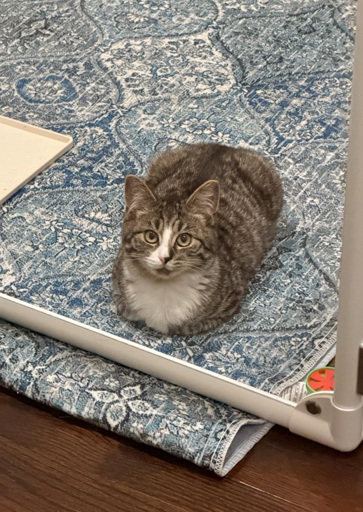 Enlarge Wobble, a Adoptable mixed breed in New York, NY image 6/6