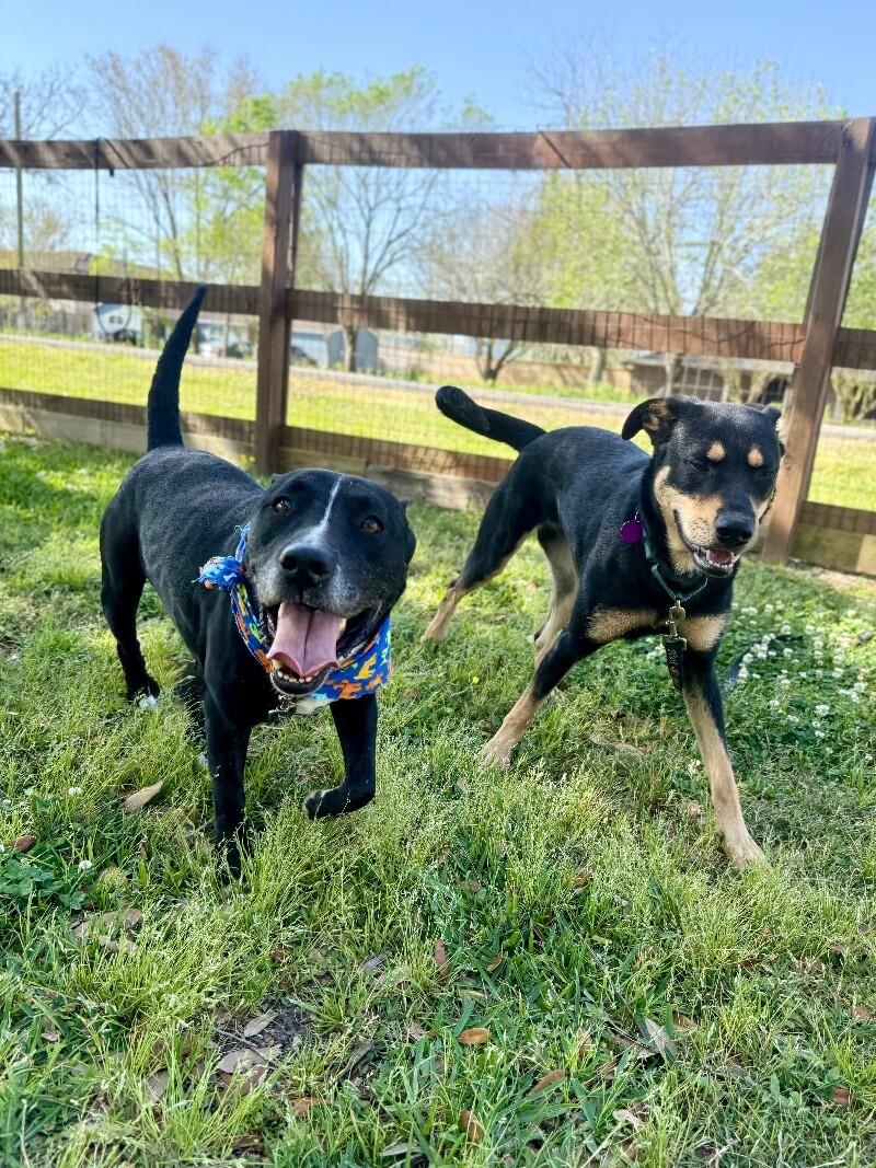 Otto Your Easy Going Friend — thumbnail 2