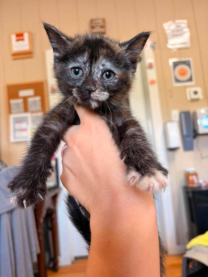 Enlarge Rosita, a Adoptable mixed breed in Greensburg, IN image 2/2