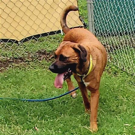 Waymore, Adoptable, Young Male Mixed Breed.