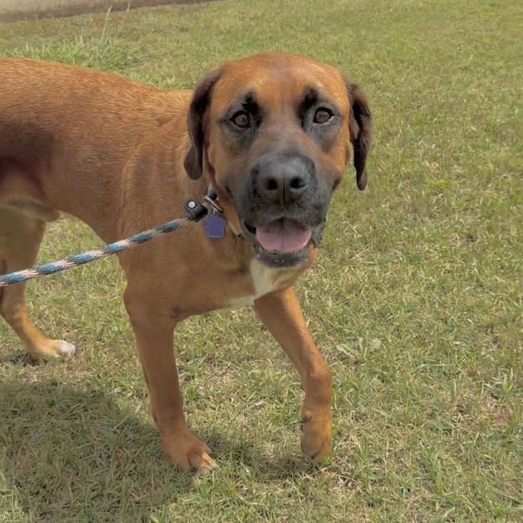 Waymore, a Adoptable Mixed Breed in Denison, TX image 2/6