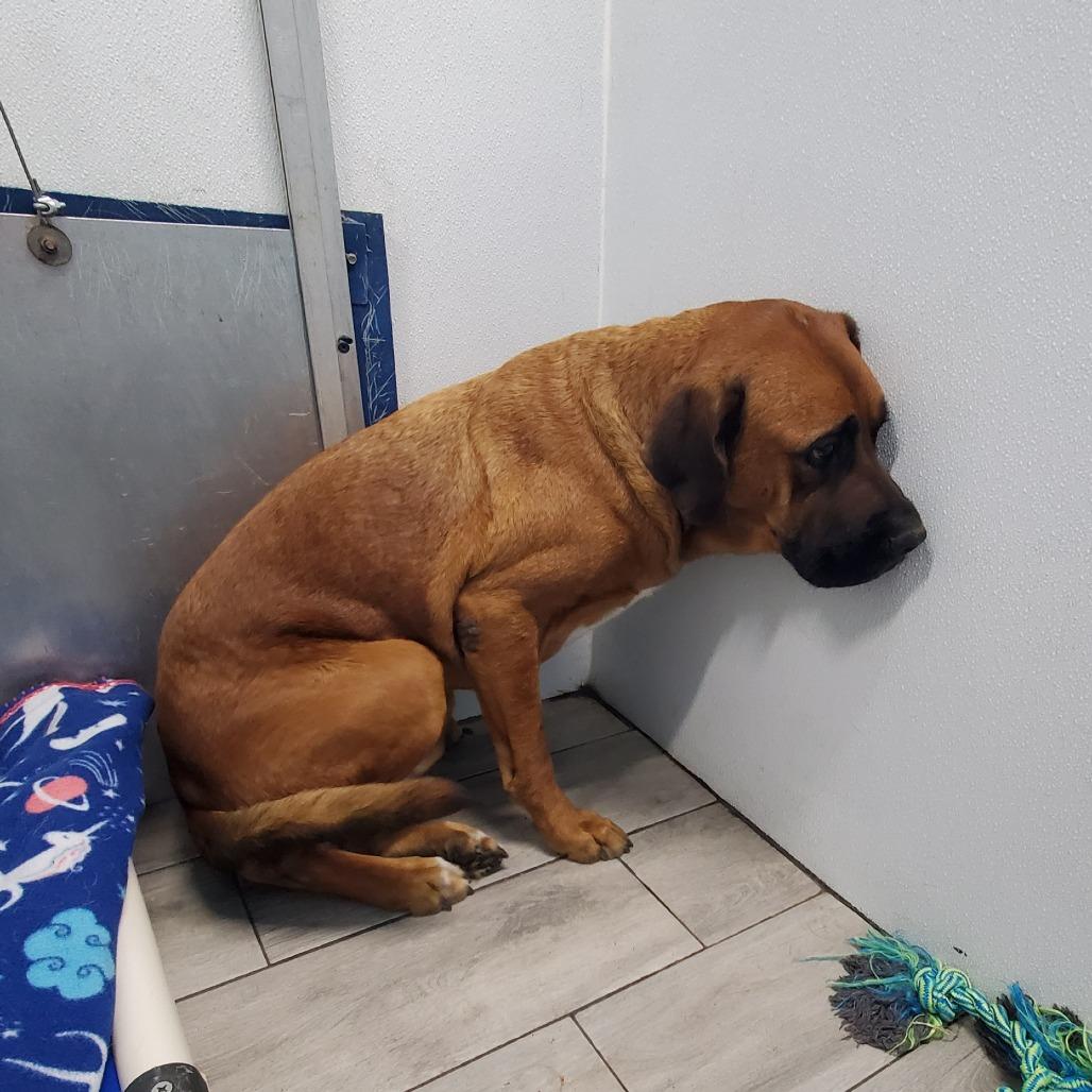 Waymore, a Adoptable Mixed Breed in Denison, TX image 3/6
