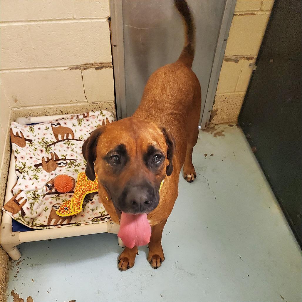 Waymore, a Adoptable Mixed Breed in Denison, TX image 4/6