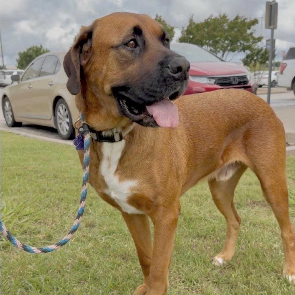 Waymore, a Adoptable Mixed Breed in Denison, TX image 5/6