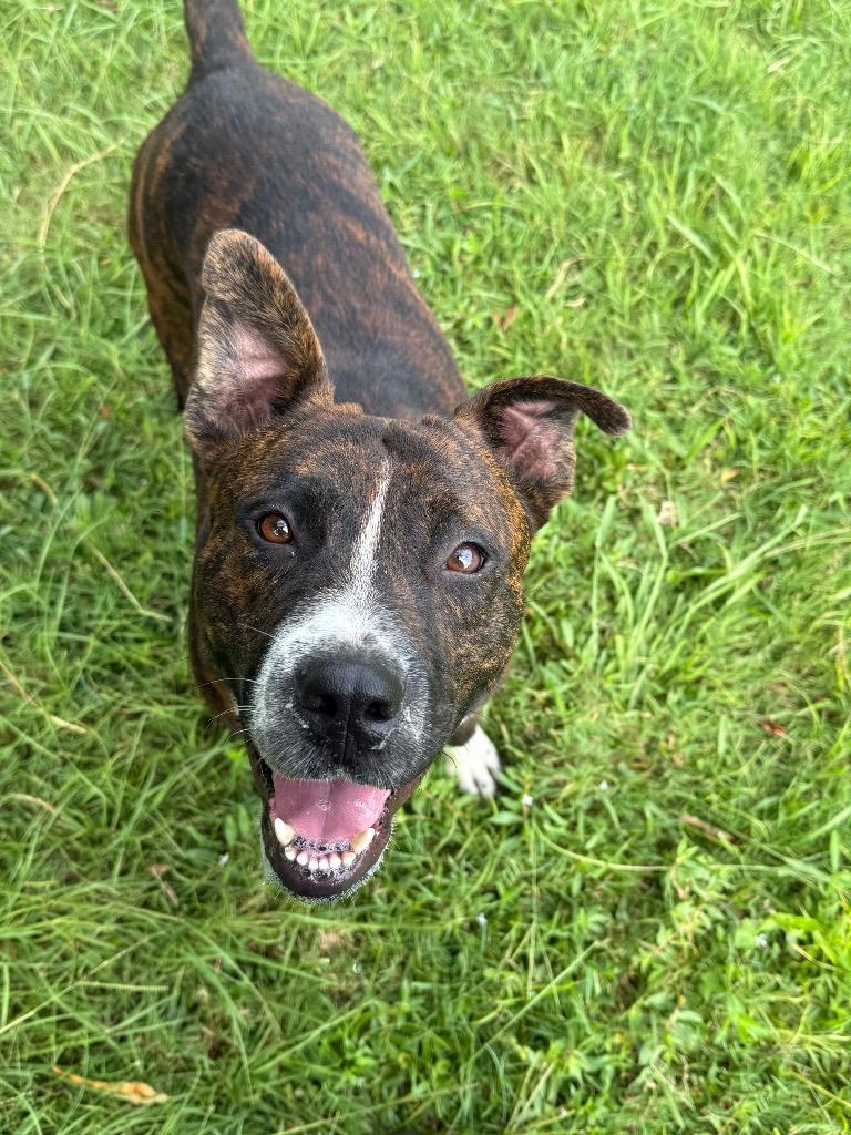 Brownie, Adoptable, Young Male Mixed Breed.