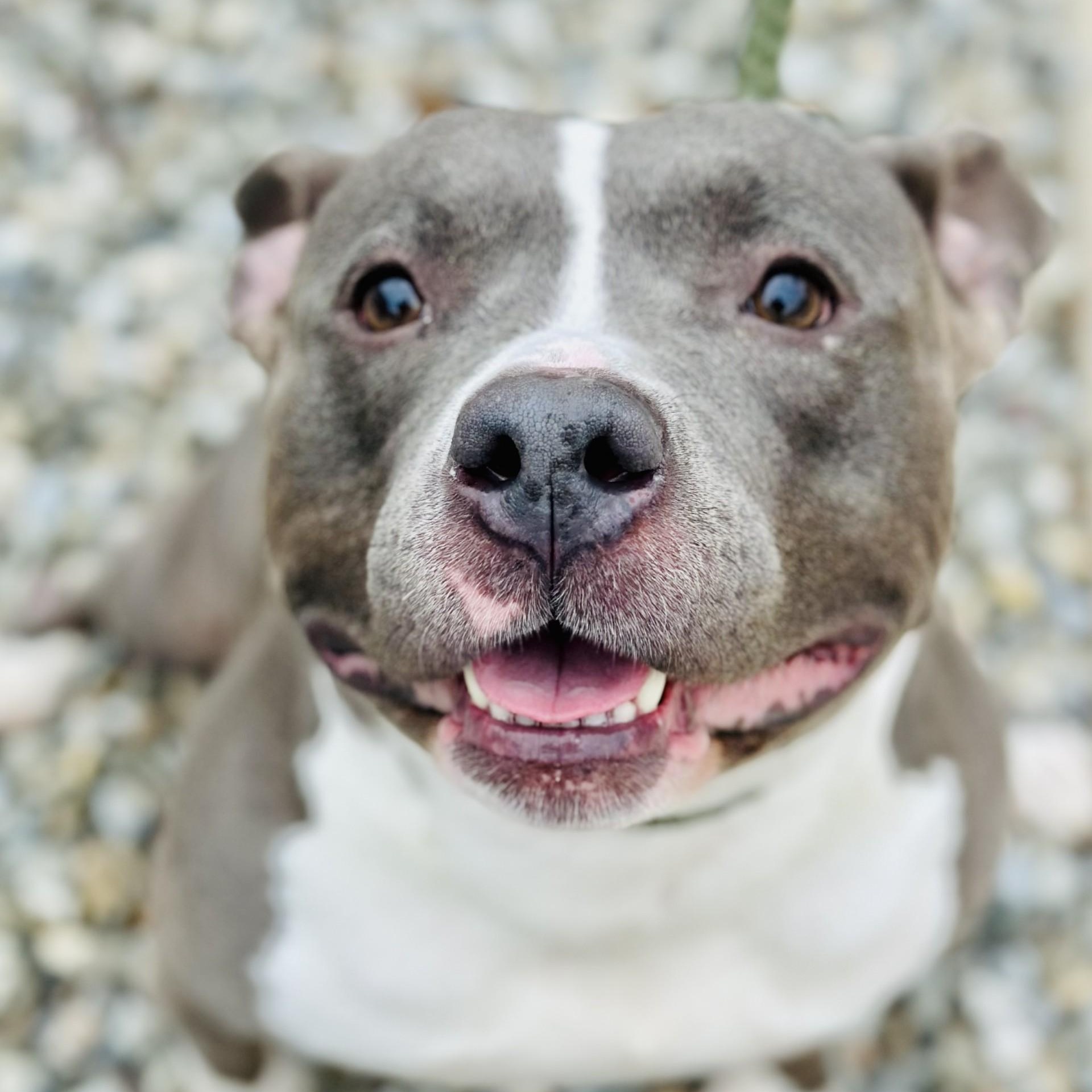 Harley, a Adoptable Pit Bull Terrier in Jackson, NJ image 1/2