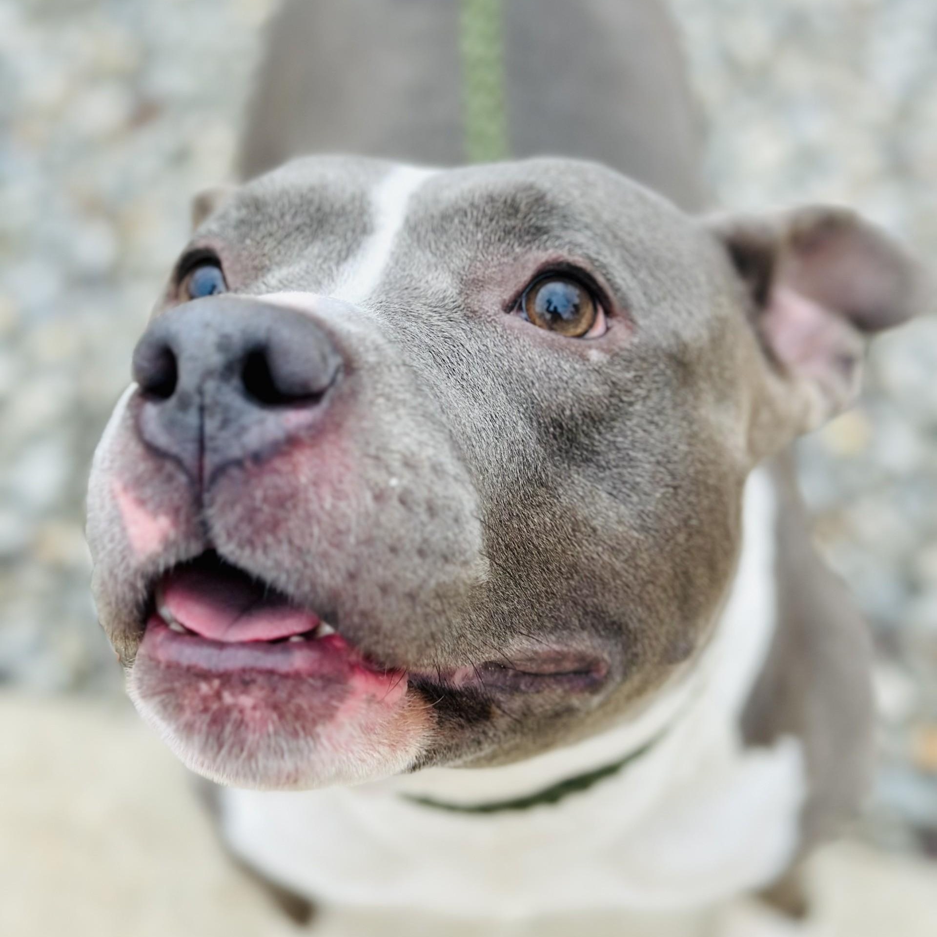 Harley, a Adoptable Pit Bull Terrier in Jackson, NJ image 2/2