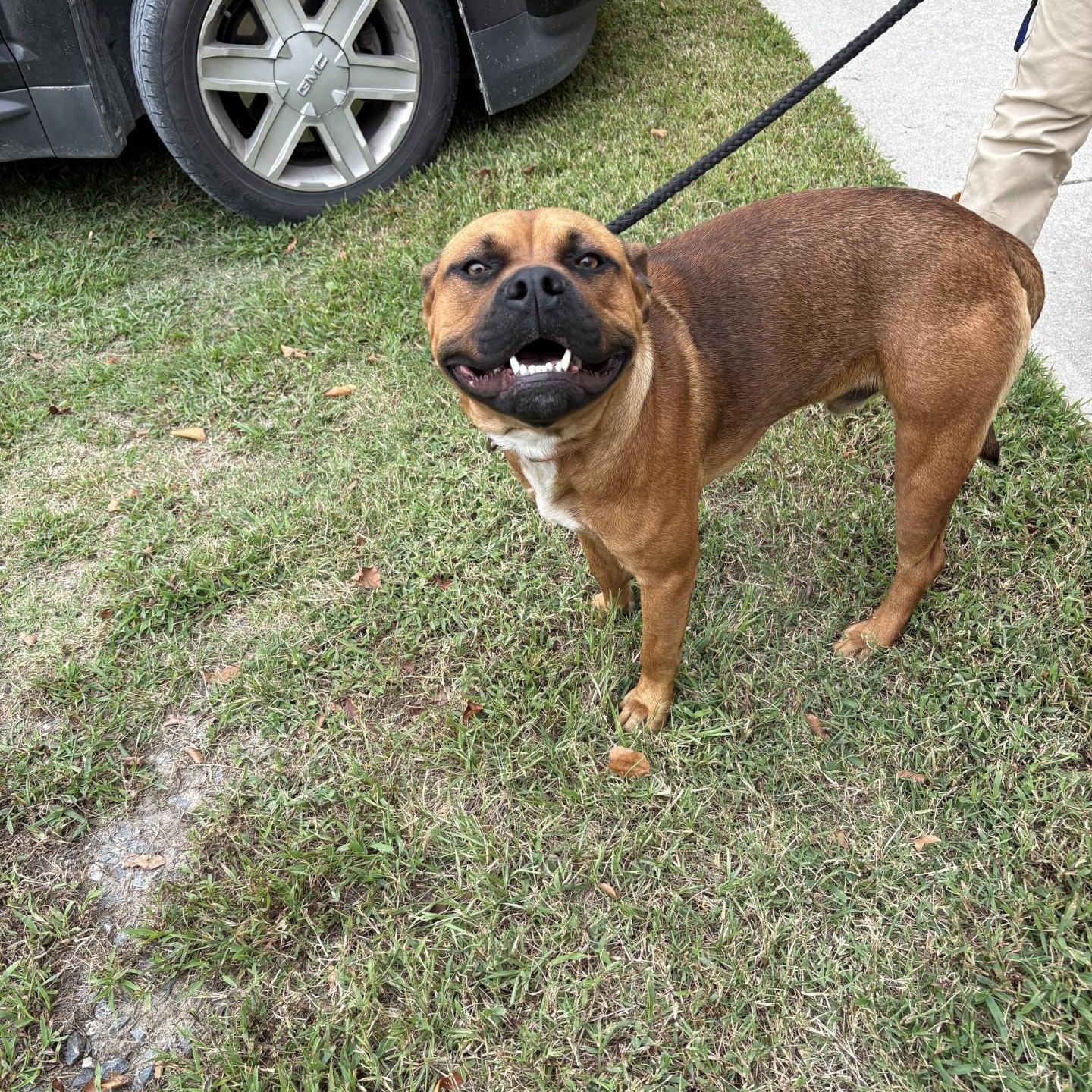 Hank, Adoptable, Adult Male Pit Bull Terrier.