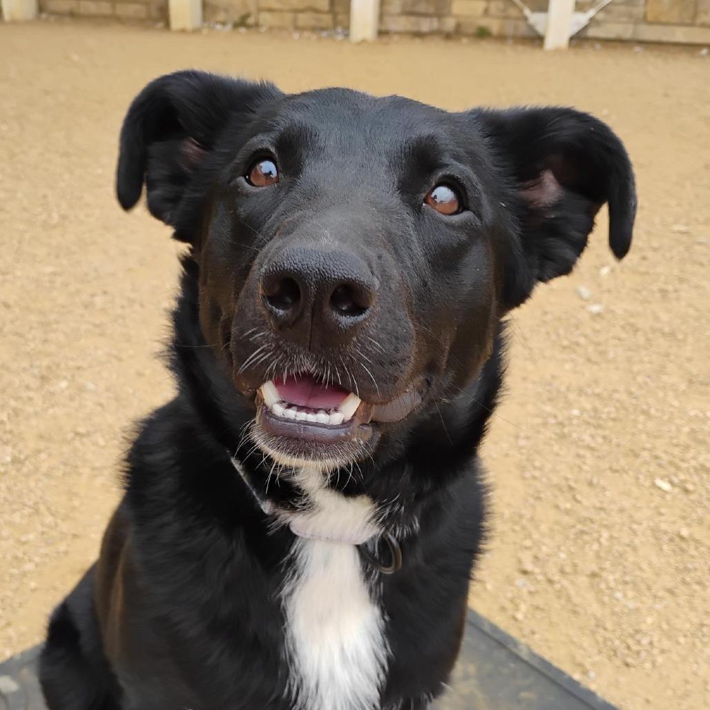 Enlarge Eddy, a Adoptable mixed breed in Bentonville, AR image 1/6