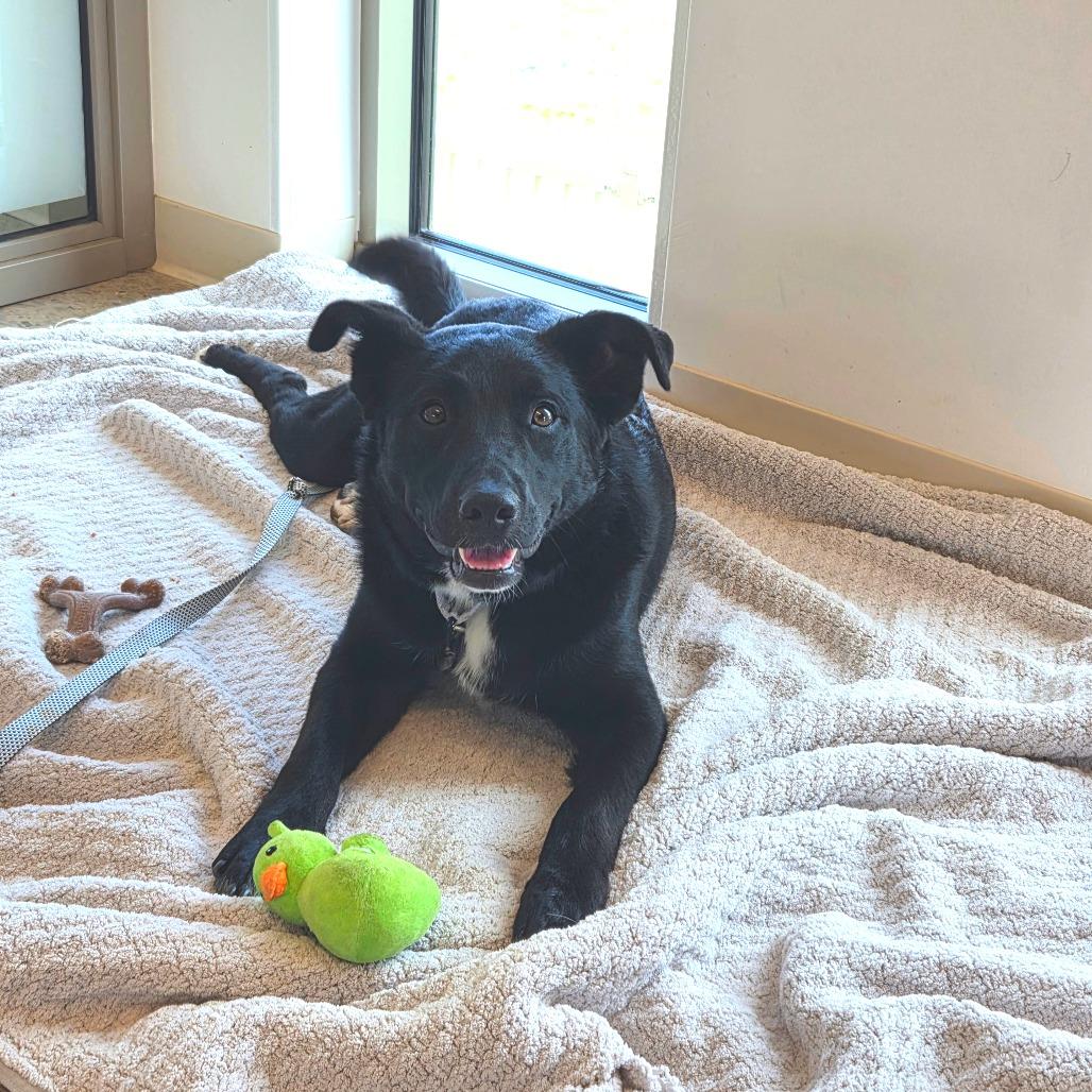 Enlarge Eddy, a Adoptable mixed breed in Bentonville, AR image 2/6