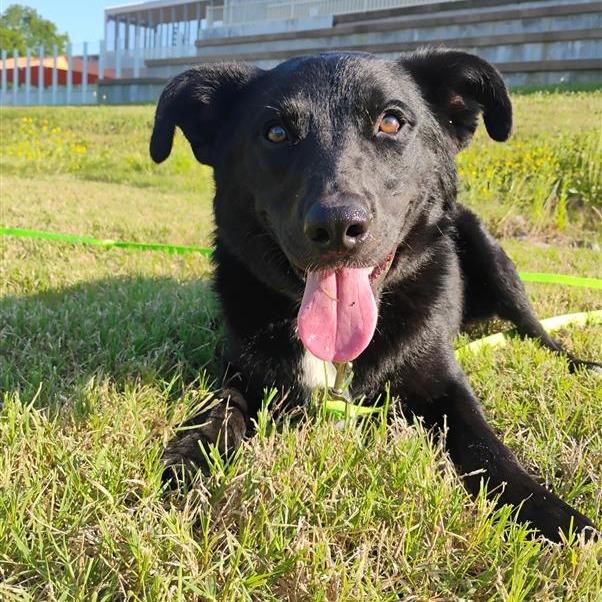 Enlarge Eddy, a Adoptable mixed breed in Bentonville, AR image 3/6