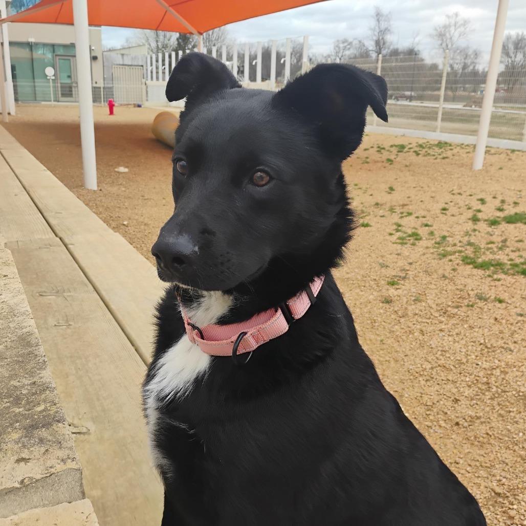 Enlarge Eddy, a Adoptable mixed breed in Bentonville, AR image 5/6