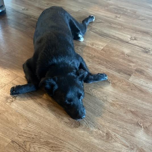 Enlarge Eddy, a Adoptable mixed breed in Bentonville, AR image 6/6