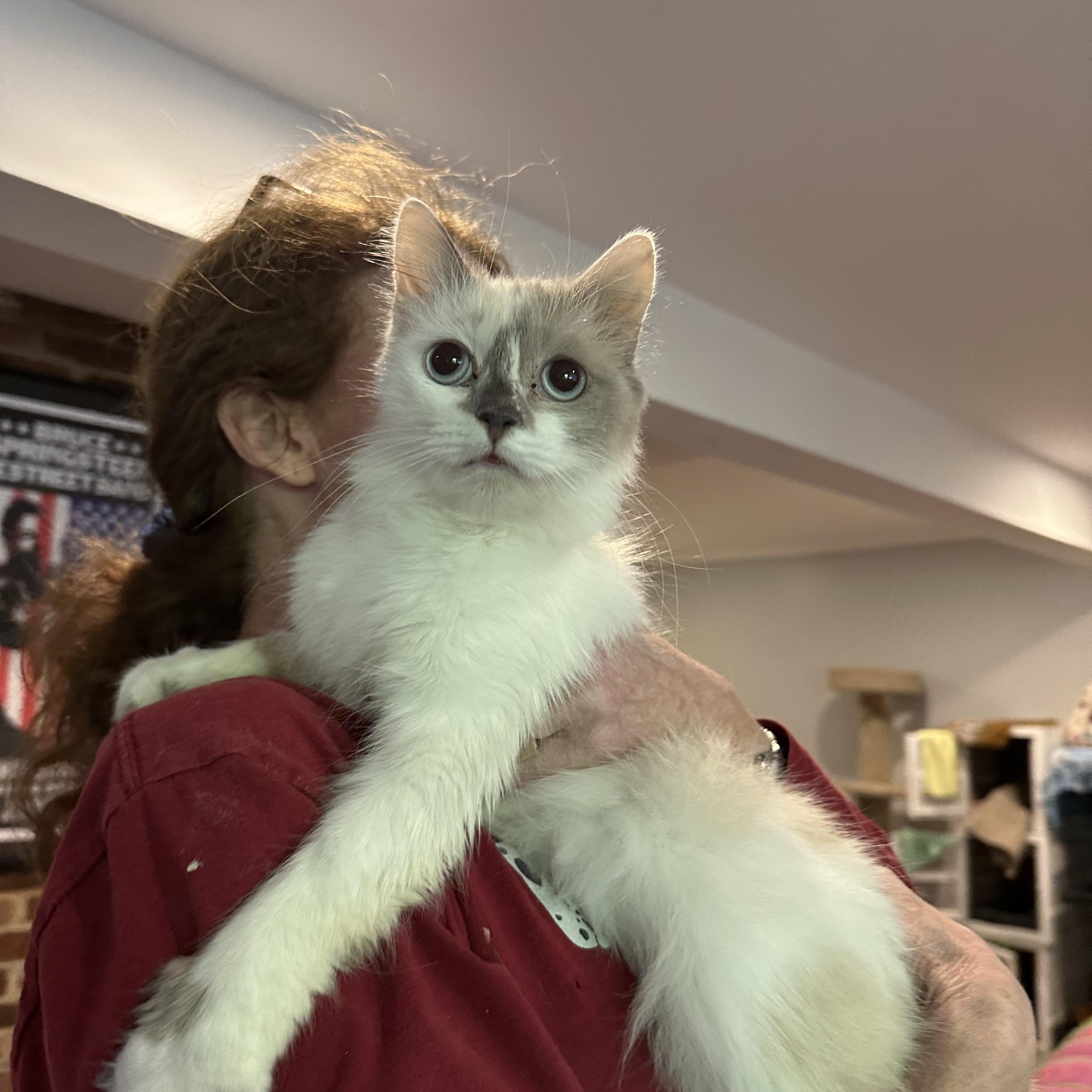 Gamilla (Ragdoll), an adopted Ragdoll in Fairfax, VA image 1/3