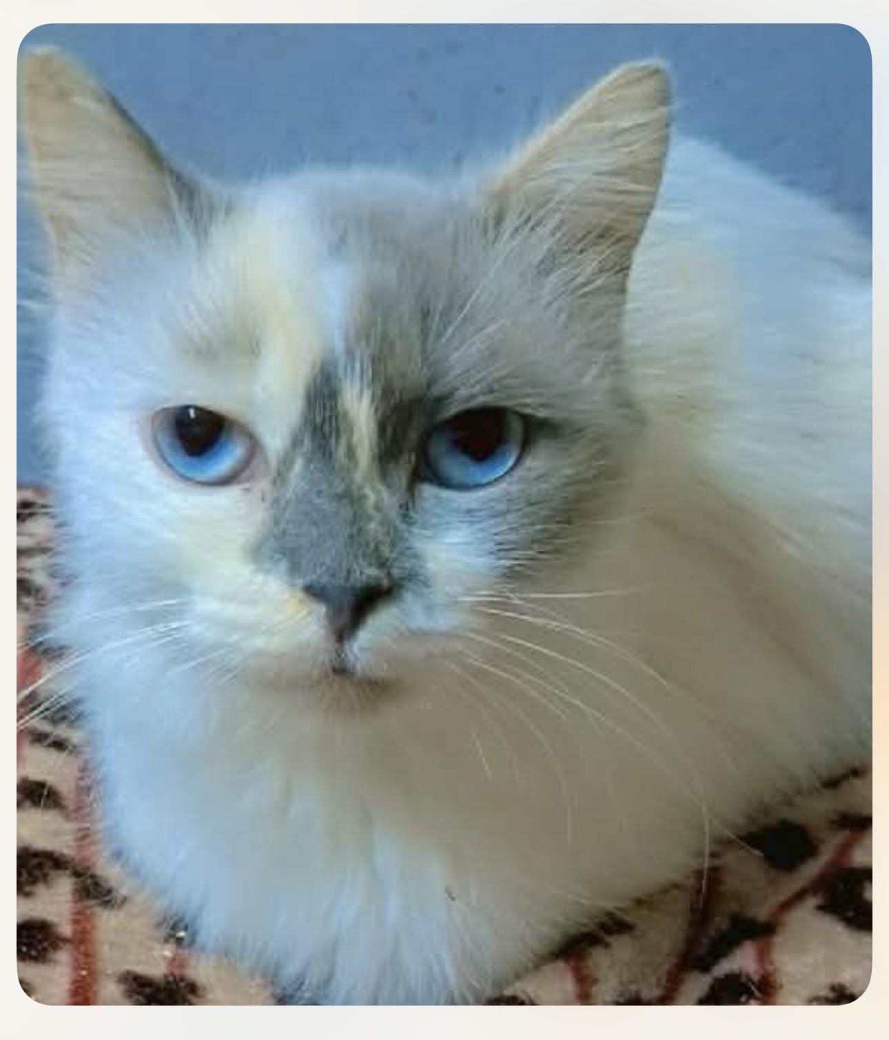 Gamilla (Ragdoll), an adopted Ragdoll in Fairfax, VA image 3/3