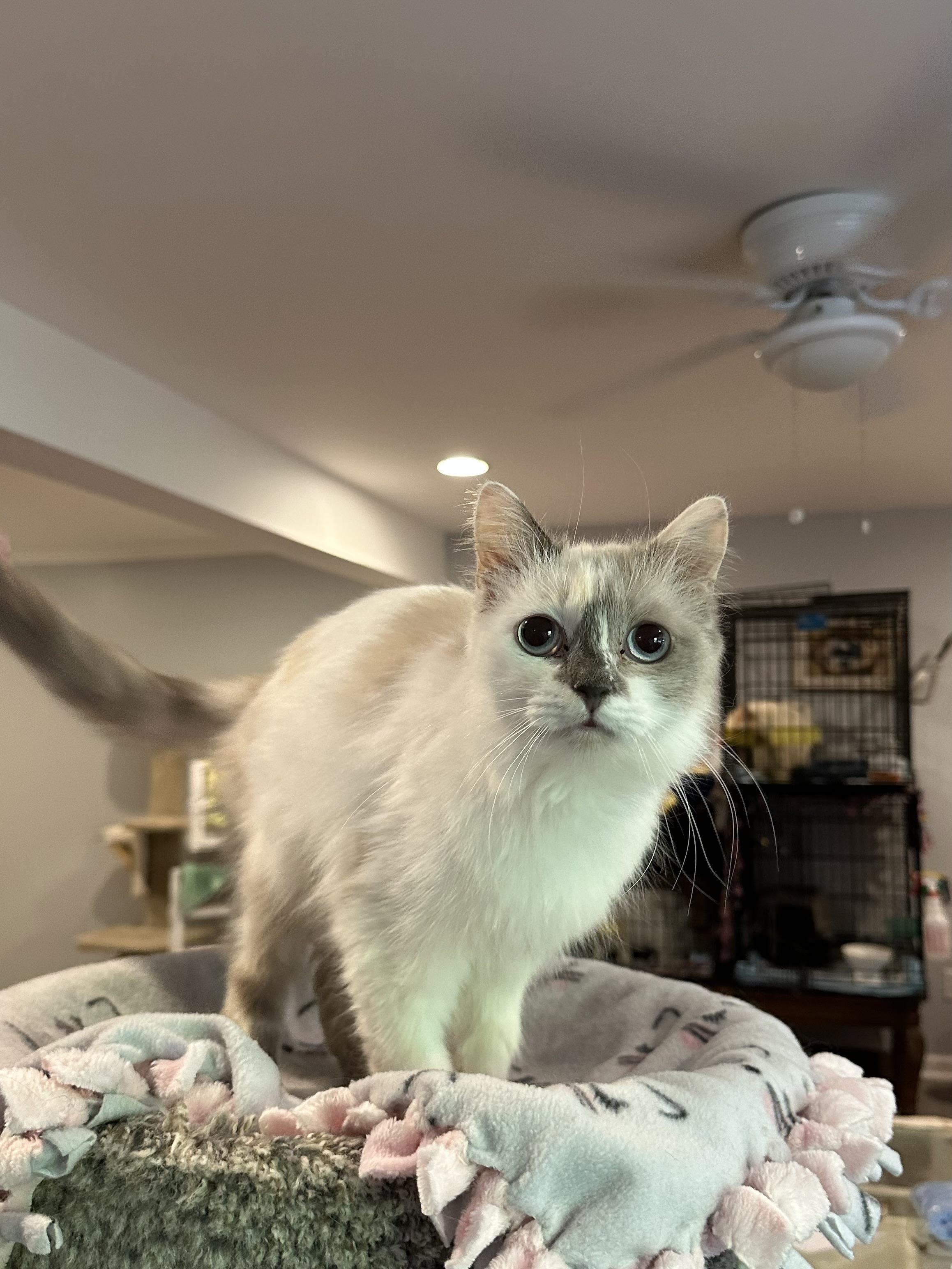 Gamilla (Ragdoll), an adopted Ragdoll in Fairfax, VA image 2/3