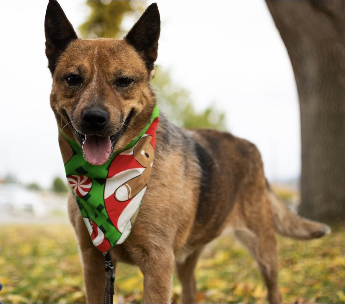 Ruby, a Adoptable mixed breed in Auburn, WA image 1/6