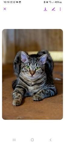 Lima Bean, a Adoptable mixed breed in San Jacinto, CA image 2/2