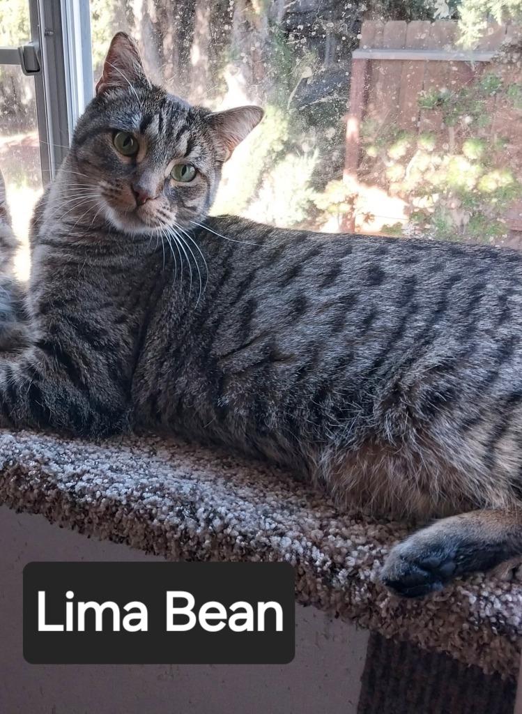 Lima Bean, Adoptable, Adult Male Domestic Short Hair.
