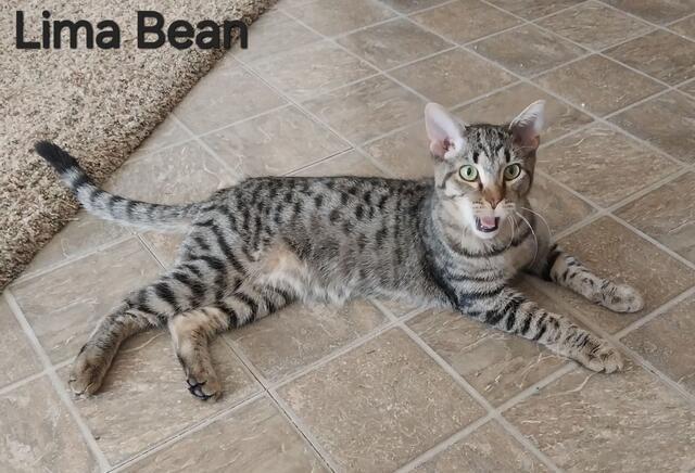 Enlarge Lima Bean, a Adoptable mixed breed in San Jacinto, CA image 2/3