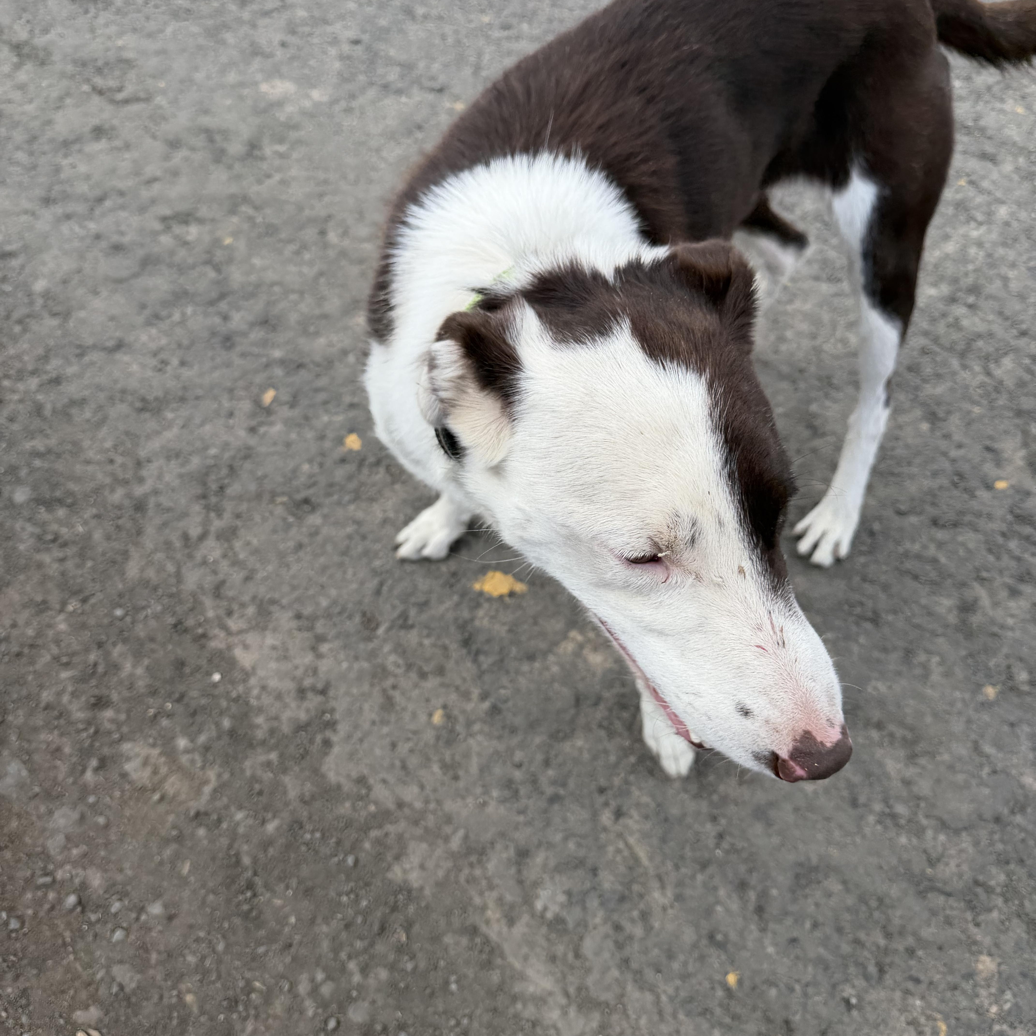 Enlarge Hawk, a Adoptable Border Collie in Plummer, ID image 3/4