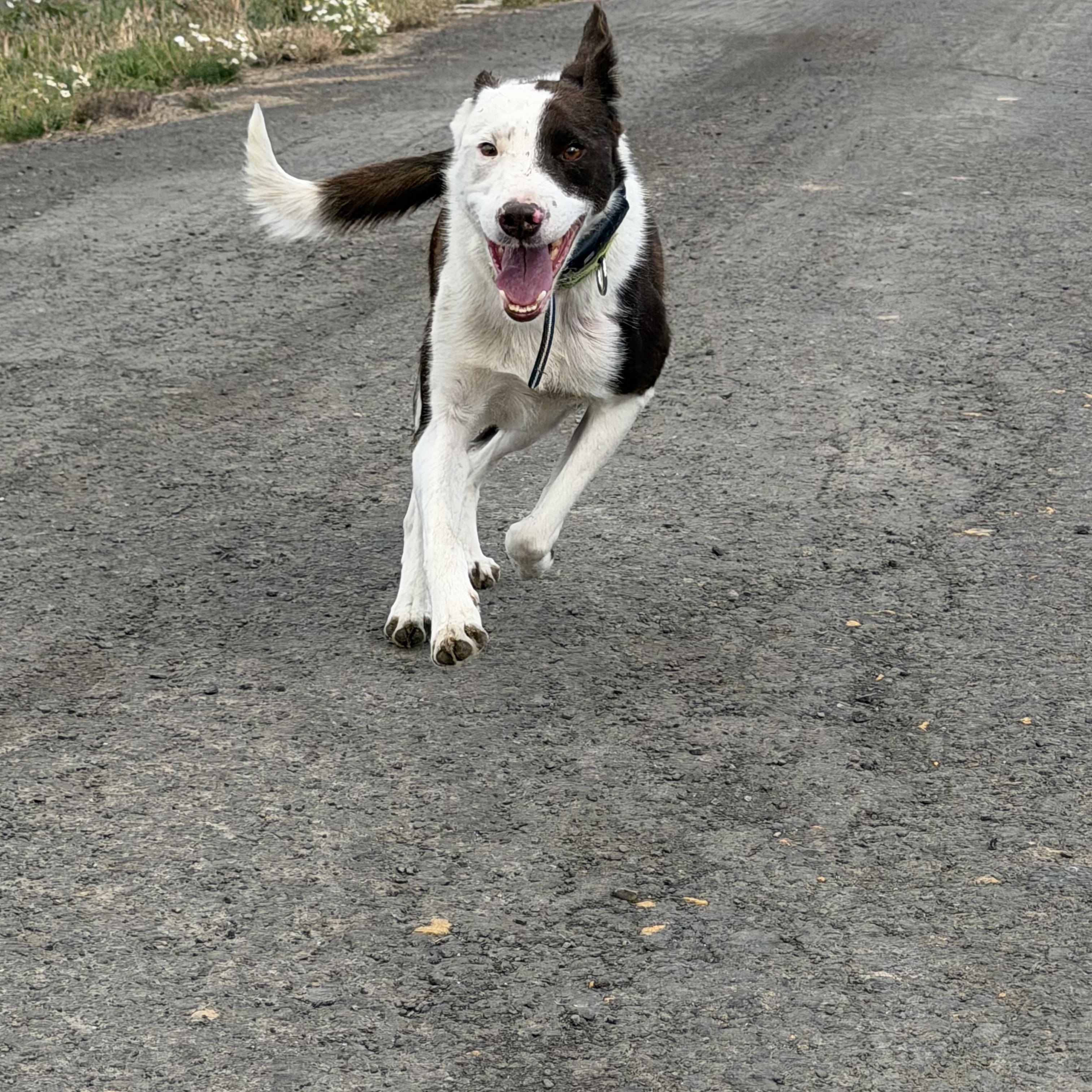 Enlarge Hawk, a Adoptable Border Collie in Plummer, ID image 2/4