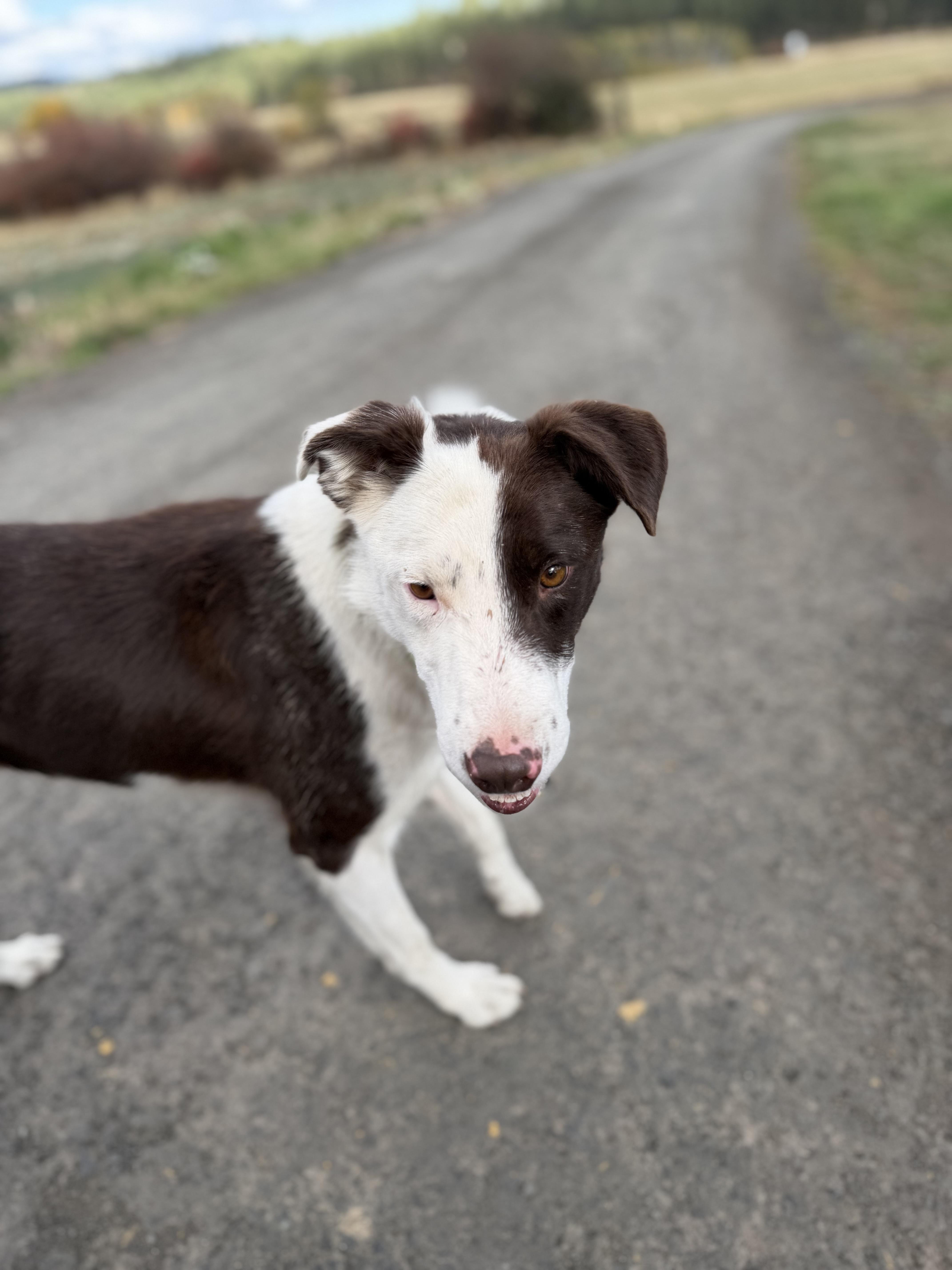 Enlarge Hawk, a Adoptable Border Collie in Plummer, ID image 1/4