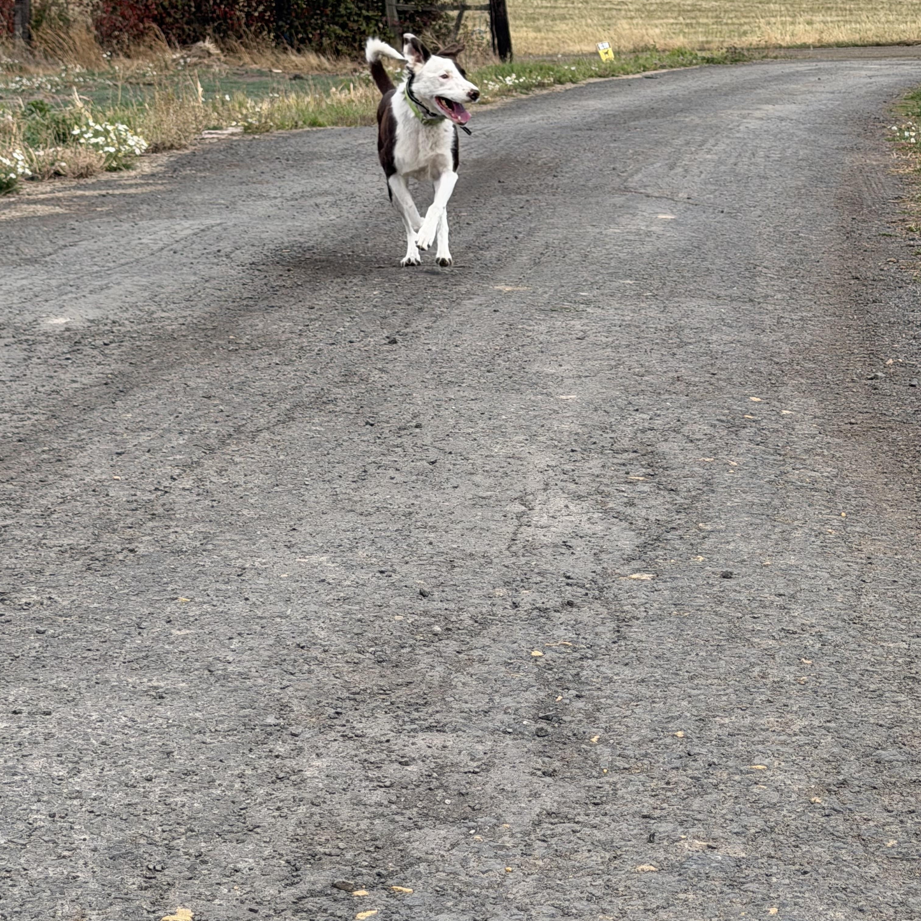 Enlarge Hawk, a Adoptable Border Collie in Plummer, ID image 4/4