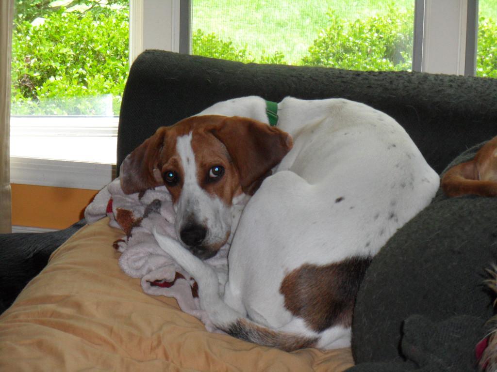 Mack, Adoptable, Adult Male Treeing Walker Coonhound & Vizsla.