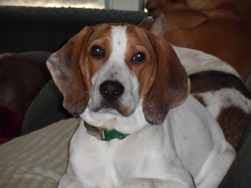 Mack, a Adoptable mixed breed in Pittstown, NJ image 3/3