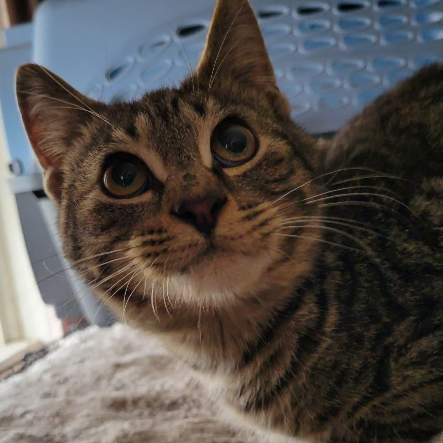 Enlarge Cubone, a Adoptable Domestic Short Hair in East Amherst, NY image 4/6