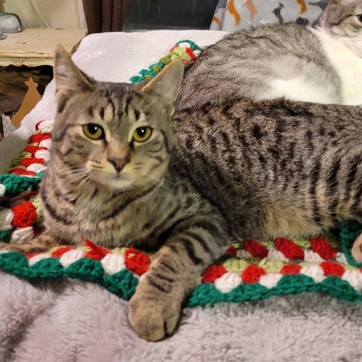 Enlarge Cubone, a Adoptable Domestic Short Hair in East Amherst, NY image 5/6