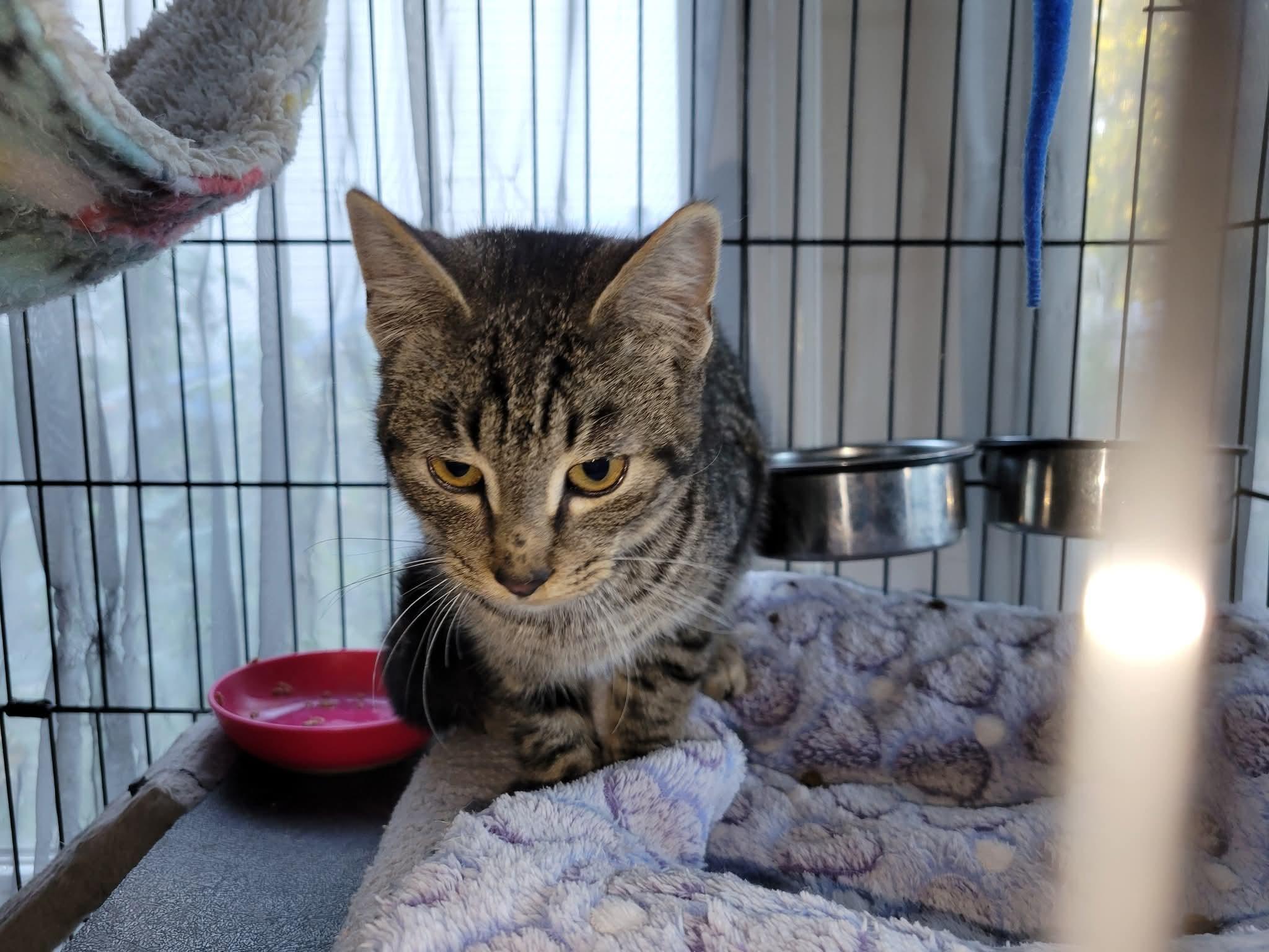 Enlarge Cubone, a Adoptable Domestic Short Hair in East Amherst, NY image 5/6