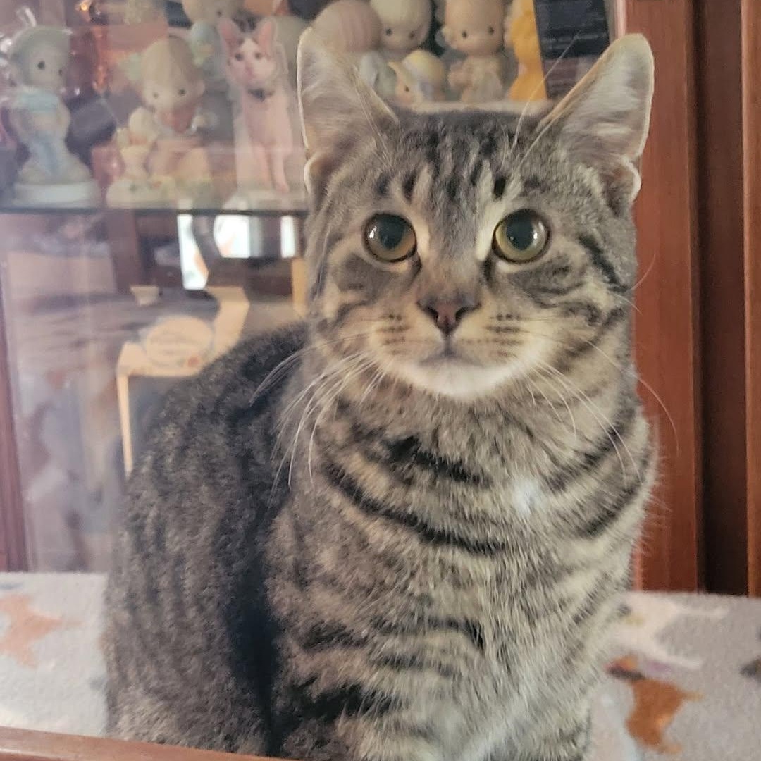 Cubone, Adoptable, Kitten Male Domestic Short Hair.