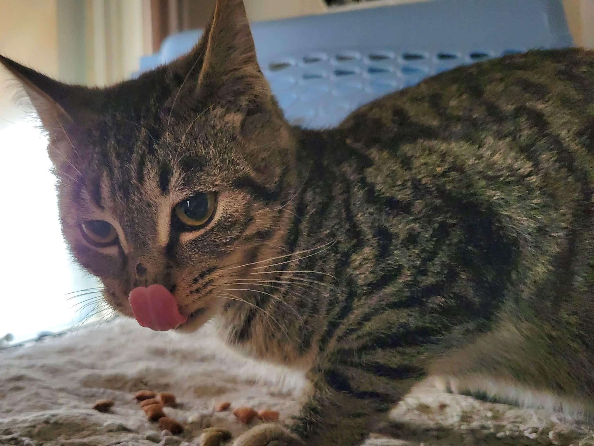 Enlarge Cubone, a Adoptable Domestic Short Hair in East Amherst, NY image 6/6