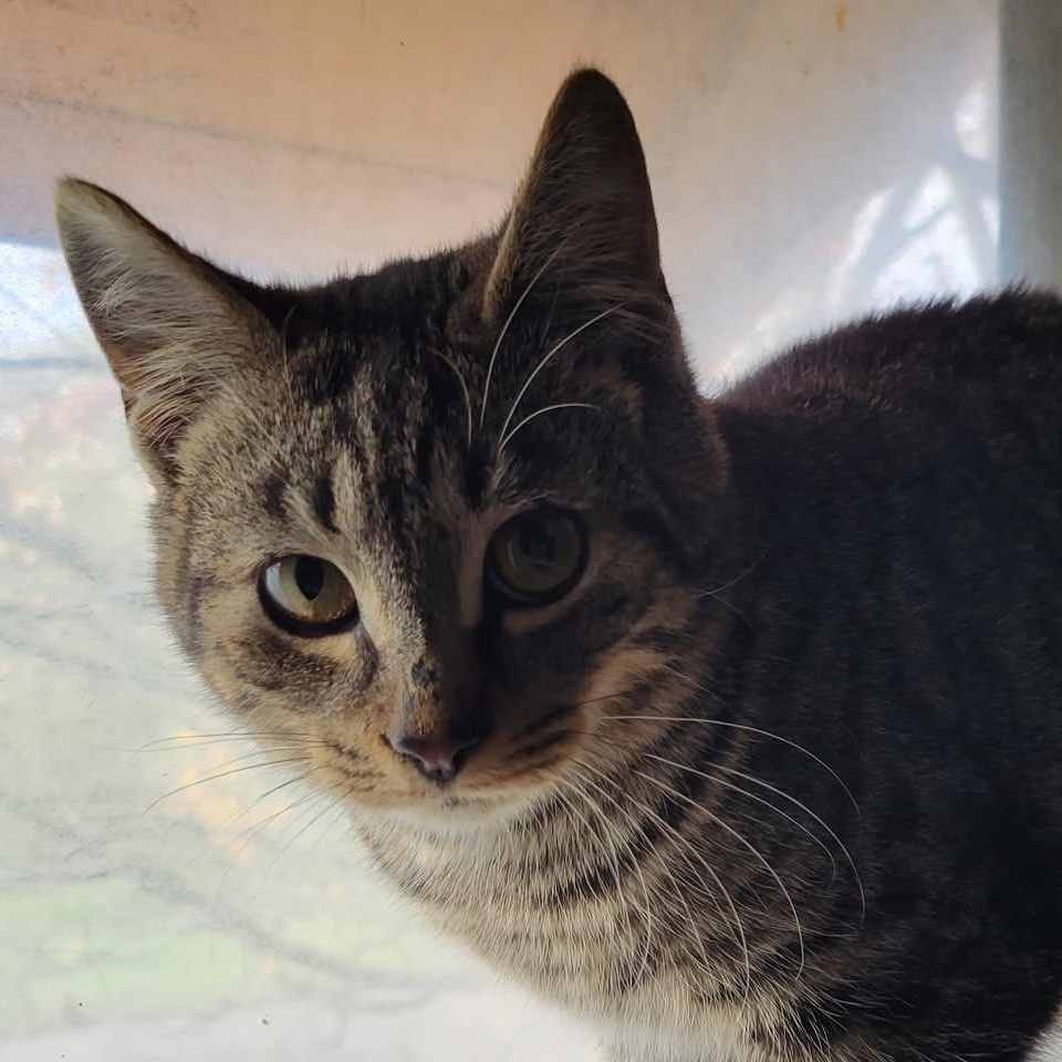 Enlarge Cubone, a Adoptable Domestic Short Hair in East Amherst, NY image 2/6