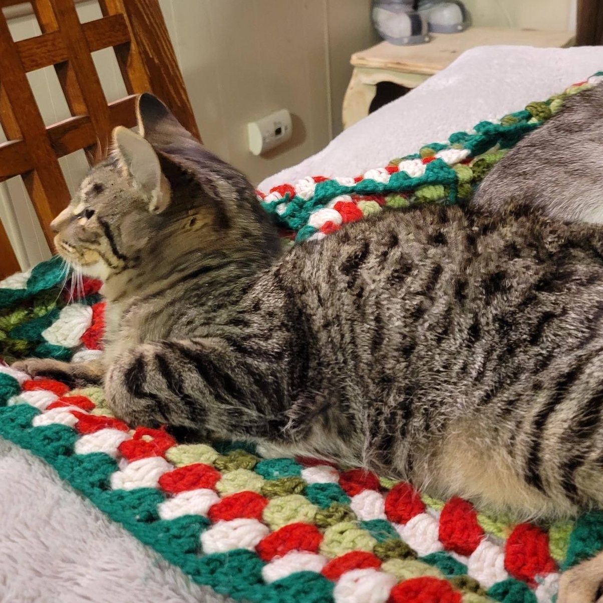 Enlarge Cubone, a Adoptable Domestic Short Hair in East Amherst, NY image 6/6