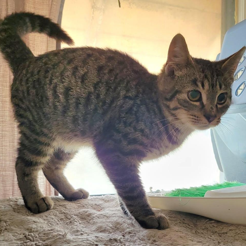 Enlarge Cubone, a Adoptable Domestic Short Hair in East Amherst, NY image 3/6