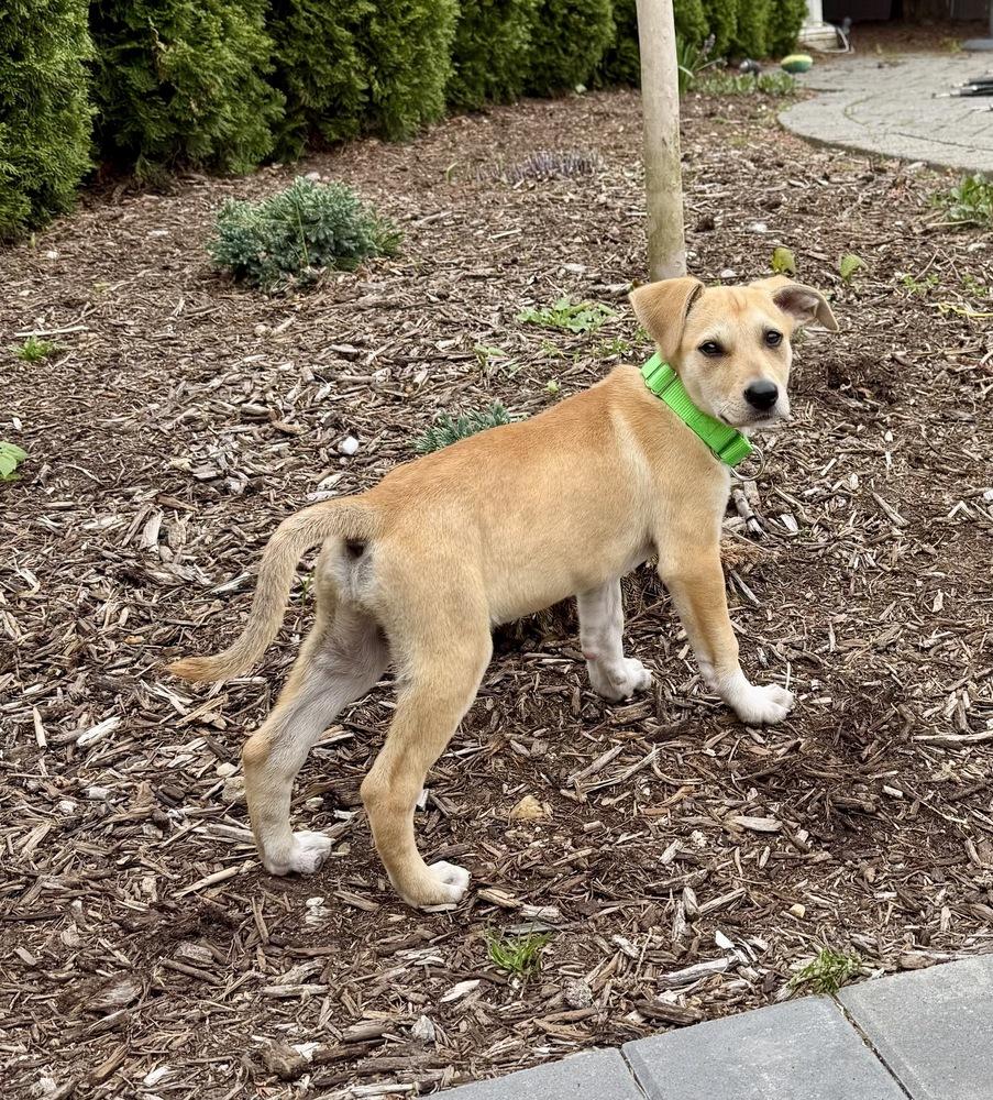 Layla, Adoptable, Puppy Male Hound.