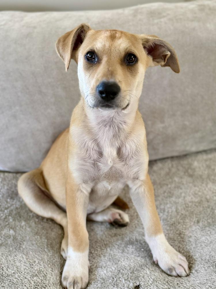 Enlarge Layla, a Adoptable mixed breed in Greenlawn, NY image 2/6