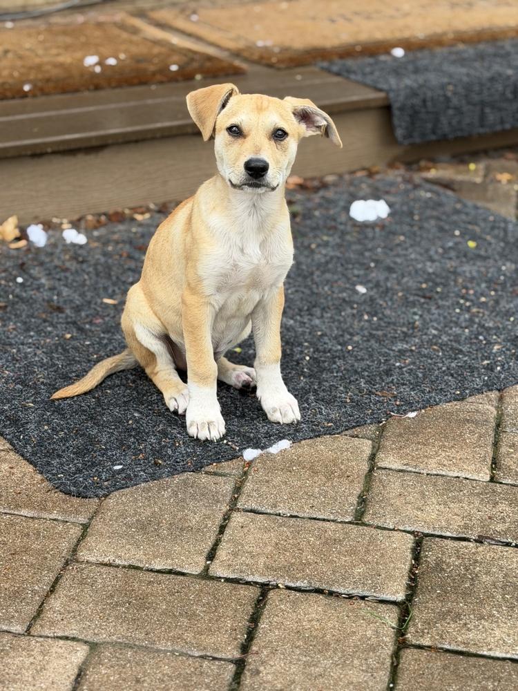 Enlarge Layla, a Adoptable mixed breed in Greenlawn, NY image 5/6