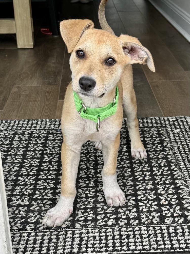Enlarge Layla, a Adoptable mixed breed in Greenlawn, NY image 6/6