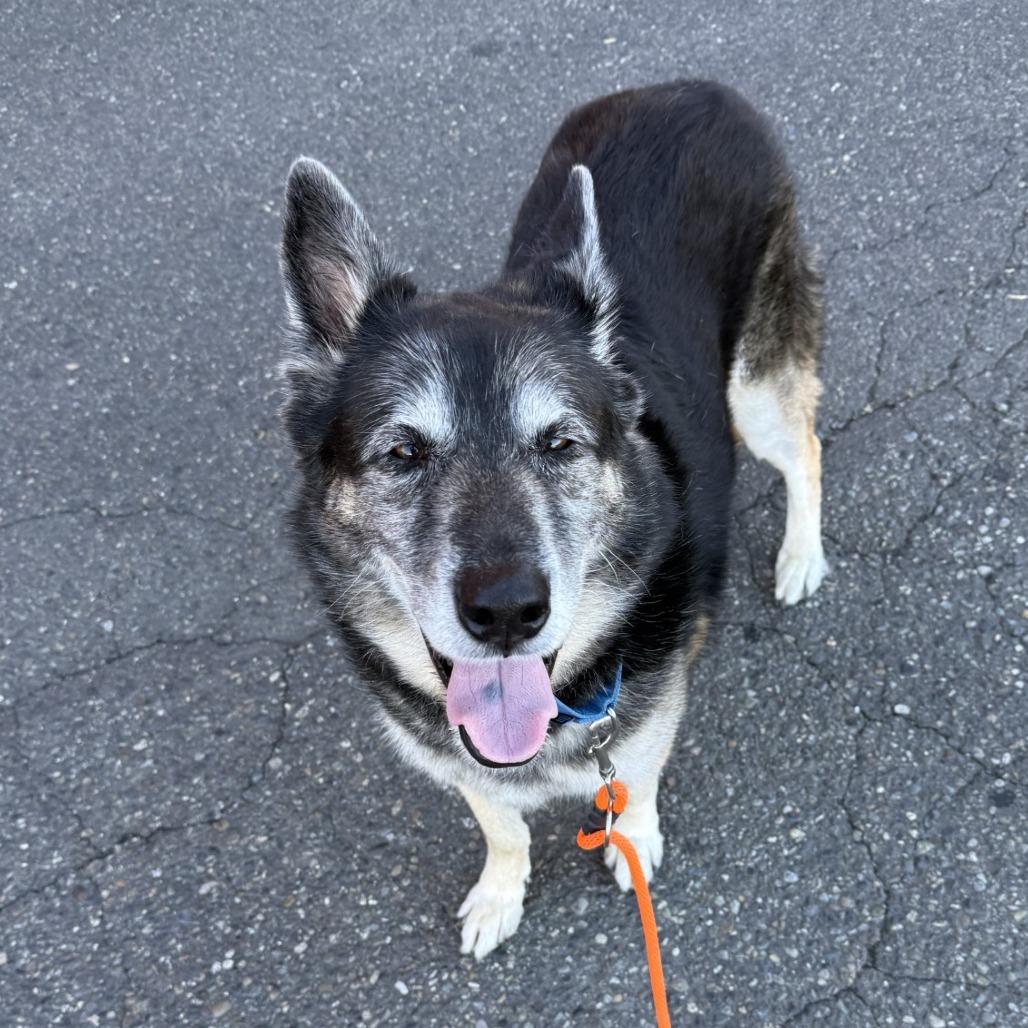 Enlarge Lucky, a Adoptable German Shepherd Dog in Tacoma, WA image 1/4