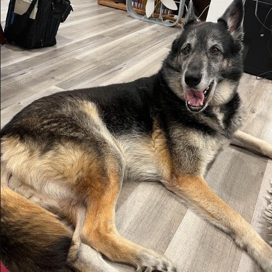 Enlarge Lucky, a Adoptable German Shepherd Dog in Tacoma, WA image 2/4