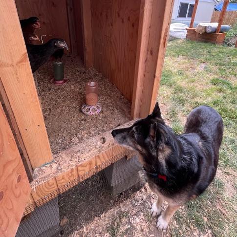 Enlarge Lucky, a Adoptable German Shepherd Dog in Tacoma, WA image 3/4