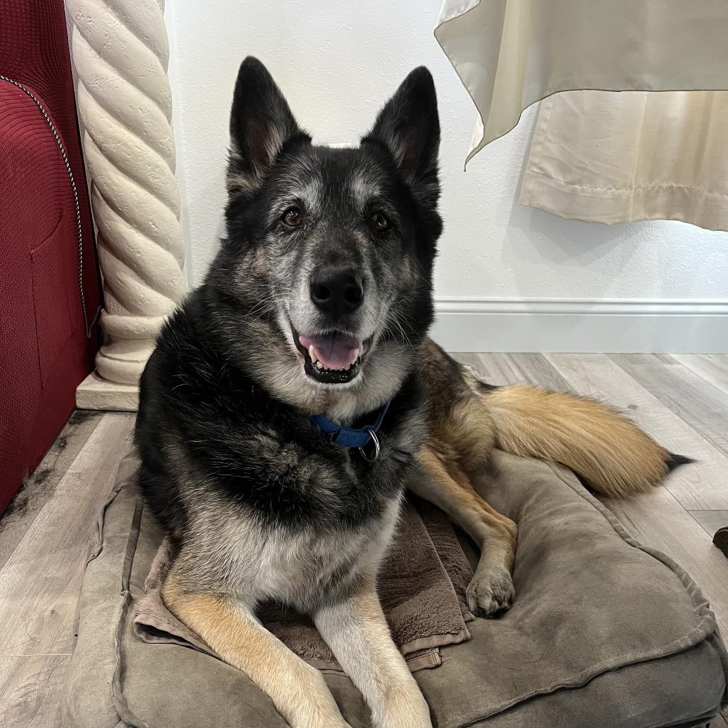 Enlarge Lucky, a Adoptable German Shepherd Dog in Tacoma, WA image 4/4